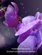 Міст для тіла з шимером Victoria`s Secret Elixir Nocturne 05778 фото 2
